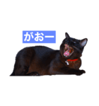 青い瞳の猫ジル（個別スタンプ：4）