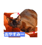 青い瞳の猫ジル（個別スタンプ：5）