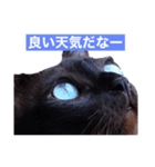 青い瞳の猫ジル（個別スタンプ：6）