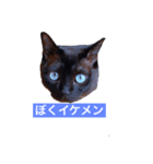 青い瞳の猫ジル（個別スタンプ：7）