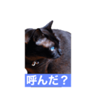 青い瞳の猫ジル（個別スタンプ：8）