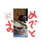 北海道の熊！（個別スタンプ：5）