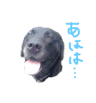 ロックだよ（個別スタンプ：1）