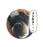 ロックだよ（個別スタンプ：13）