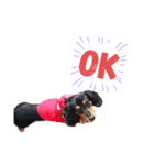 いぬの王子様NO.2（個別スタンプ：1）
