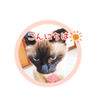 るーだますたんぷ3（個別スタンプ：1）