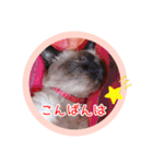 るーだますたんぷ3（個別スタンプ：2）