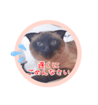 るーだますたんぷ3（個別スタンプ：3）