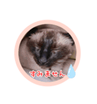 るーだますたんぷ3（個別スタンプ：6）