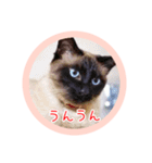 るーだますたんぷ3（個別スタンプ：8）