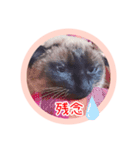 るーだますたんぷ3（個別スタンプ：10）
