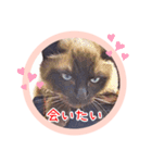 るーだますたんぷ3（個別スタンプ：12）