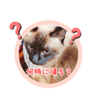 るーだますたんぷ3（個別スタンプ：13）