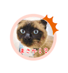 るーだますたんぷ3（個別スタンプ：14）
