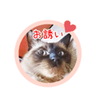 るーだますたんぷ3（個別スタンプ：15）