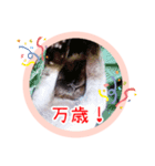 るーだますたんぷ3（個別スタンプ：16）