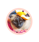 るーだますたんぷ3（個別スタンプ：17）
