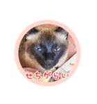 るーだますたんぷ3（個別スタンプ：18）