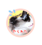 るーだますたんぷ3（個別スタンプ：19）