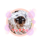 るーだますたんぷ3（個別スタンプ：20）