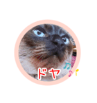るーだますたんぷ3（個別スタンプ：22）