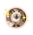 るーだますたんぷ3（個別スタンプ：24）