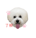 犬専用スタンプ❤（個別スタンプ：1）