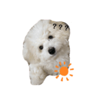 犬専用スタンプ❤（個別スタンプ：3）