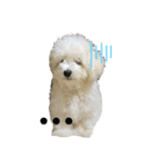 犬専用スタンプ❤（個別スタンプ：4）