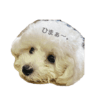 犬専用スタンプ❤（個別スタンプ：5）