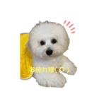 犬専用スタンプ❤（個別スタンプ：6）