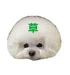 犬専用スタンプ❤（個別スタンプ：12）