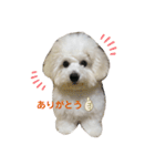 犬専用スタンプ❤（個別スタンプ：13）