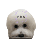 犬専用スタンプ❤（個別スタンプ：14）