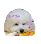 犬専用スタンプ❤（個別スタンプ：15）