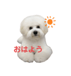 犬専用スタンプ❤（個別スタンプ：16）