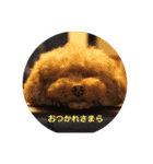 pola 2（個別スタンプ：13）