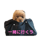 pola 2（個別スタンプ：14）