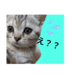 なつっこ 久穏(くおん)ちゃんฅ•ω•ฅ（個別スタンプ：1）