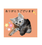 なつっこ 久穏(くおん)ちゃんฅ•ω•ฅ（個別スタンプ：6）
