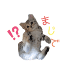 なつっこ 久穏(くおん)ちゃんฅ•ω•ฅ（個別スタンプ：10）