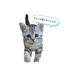 なつっこ 久穏(くおん)ちゃんฅ•ω•ฅ（個別スタンプ：11）