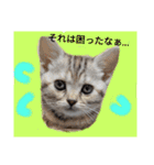なつっこ 久穏(くおん)ちゃんฅ•ω•ฅ（個別スタンプ：12）