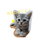 なつっこ 久穏(くおん)ちゃんฅ•ω•ฅ（個別スタンプ：13）