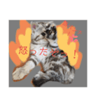なつっこ 久穏(くおん)ちゃんฅ•ω•ฅ（個別スタンプ：15）