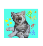 なつっこ 久穏(くおん)ちゃんฅ•ω•ฅ（個別スタンプ：17）