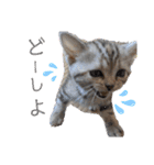 なつっこ 久穏(くおん)ちゃんฅ•ω•ฅ（個別スタンプ：23）