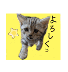 なつっこ 久穏(くおん)ちゃんฅ•ω•ฅ（個別スタンプ：24）