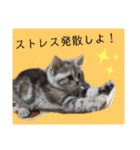 なつっこ 久穏(くおん)ちゃんฅ•ω•ฅ（個別スタンプ：25）