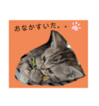 なつっこ 久穏(くおん)ちゃんฅ•ω•ฅ（個別スタンプ：26）